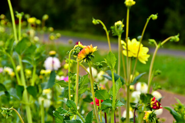 A field of blooming dahlias in every colour in the meadow in front of blue sky
