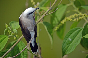black and white bird in foliage