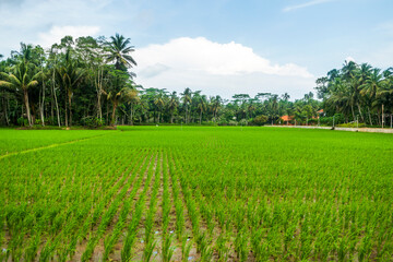 Fototapeta na wymiar Landscape view of green paddy field with sky and coconut trees
