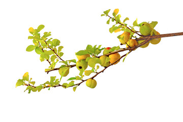 Sprig yellow-red quince (сydonia) isolated on white