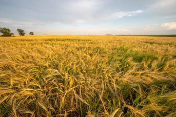 View of a ripening barley filed in Alberta in the dusk. 