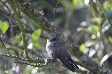 Colibrí en el bosque (hummingbird in the forest) © Xavy