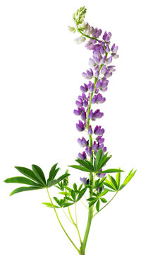 Purple lupine (Lupinus) isolated on white. Tall, curved inflorescence with delicate flowers