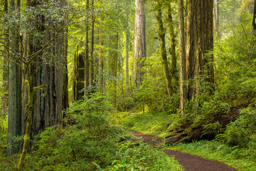 Fototapeta na wymiar A trail threough a redwood forest near Mendocino, CA