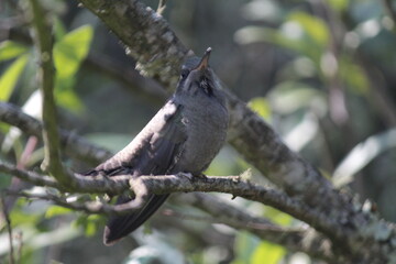 Colibrí en el bosque (hummingbird in the forest)
