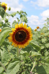 sunflower with bee in field