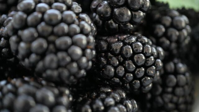 Macro or close up Blackberries fruits panning in slow motion