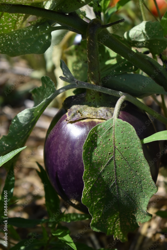 Wall mural ripe eggplant on a stem