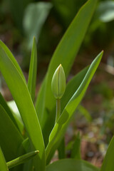 Beautiful tulip in the garden
