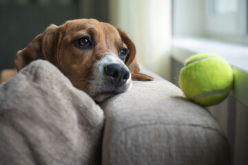 Young dog beagle playing with a tennis ball on the couch. Pets.