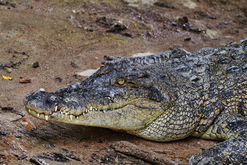 The crocodile is lying on the ground