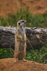 Naklejka na ściany i meble The meerkat stands on its hind legs