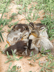 the ducklings got tired of the heat and had a siesta