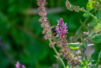 Bumblebee collecting nectar from violet flowers growing on summer meadow. Insect in flight with slightly blurred wings due to movement