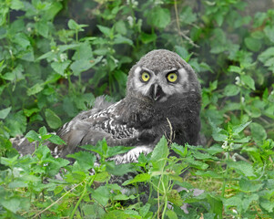 Snowy owl (Bubo scandiacus). Funny Chick in grass
