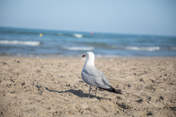 seagull admires the sea waves