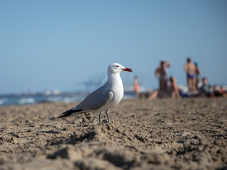 seagull next to the company of vacationers on the sea beach