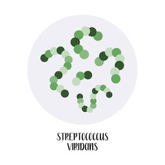 Streptococcus viridans. Spherical, gram-positive bacteria. Morphology. Microbiology. Vector flat illustration