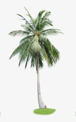 Coconut tree isolated on white background