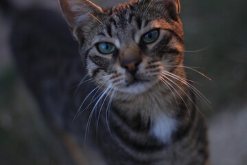 Cat portrait close up
