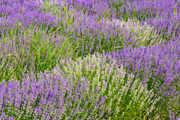 Beautiful fragrant lavender flowers on the green plain behind the farm