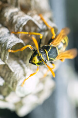 Macro closeup of a wasps' nest with the wasps sitting and protecting the nest