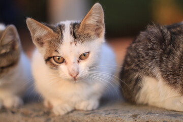 Two white small kittens sleeping