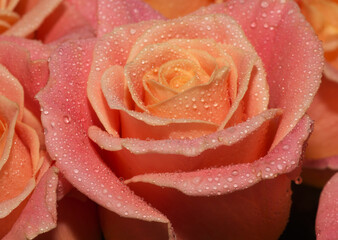Macro shot of blooming pink roses with water drops on their petals