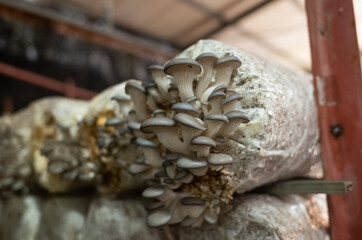 mushrooms growing in plastic bag
