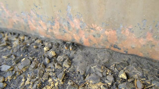 壁に沿って横に歩くカニ