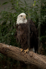 bald eagle staring resting on a tree trunk