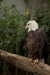 bald eagle staring resting on a tree trunk