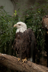 bald eagle staring resting on a tree trunk