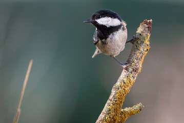 Naklejka premium PAJARO PASERIFORME SOBRE RAMA CON FONDO VERDE