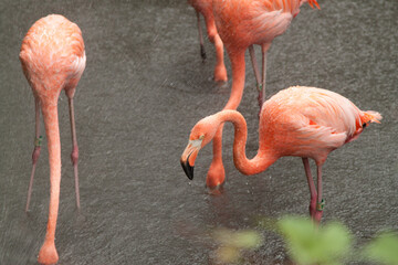 flamingo standing in the pond with sprinkler washing water