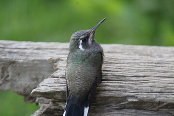 Colibrí en el bosque (hummingbird in the forest) © Xavy