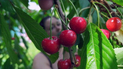woman eating cherry in the garden
