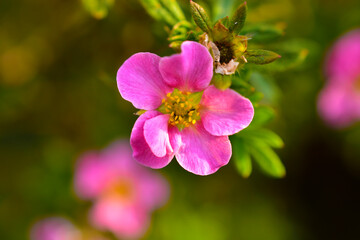 Very beautiful pink flowers of the Potentilla shrub