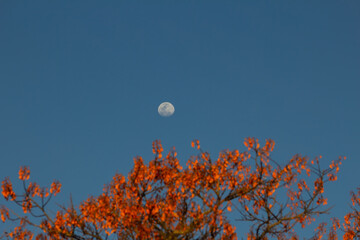 Lua crescente em céu azul e com detalhes de flores de uma mulungú.