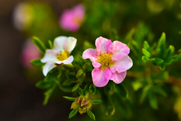 Fototapeta na wymiar Very beautiful pink flowers of the Potentilla shrub