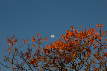 Galhos floridos em copa de árvore chamada Mulungú e com lua em céu azul ao fundo.