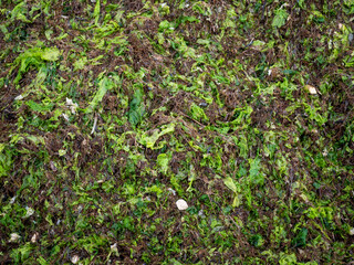 Algae texture. Green Seaweed. Copy space