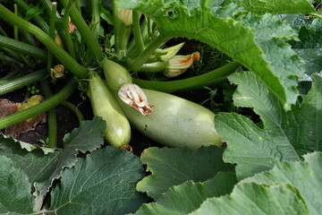 Obraz premium Zucchini bush with large leaves, flowers and fruits.