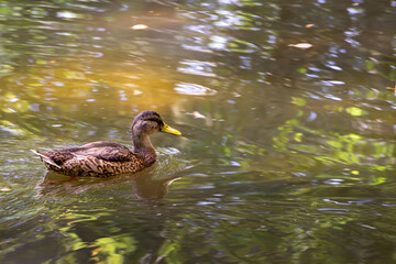 Braun gefiederte Stockente mit gelbem Schnabel schwimmt über braun gelbliches Wasser  mit Reflexion von Bäumen und Sonnenstrahlen im Wasser. Bayreuth, Deutschland im Sommer.
