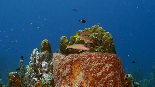Seascape in turquoise water of coral reef in Caribbean Sea / Curacao with Goatfish, coral and sponge