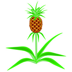 Pineapple plant isolated on white background, design element.