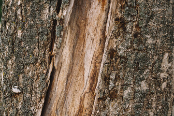 Wooden Background Texture with Middle Line Taken from a Real Tree