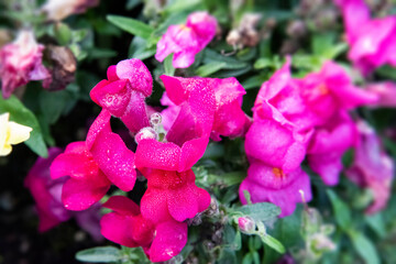 Background flowers