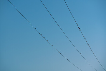 birds resting on electriciy cables