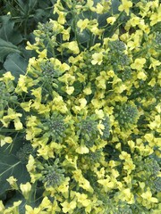 green leaves background